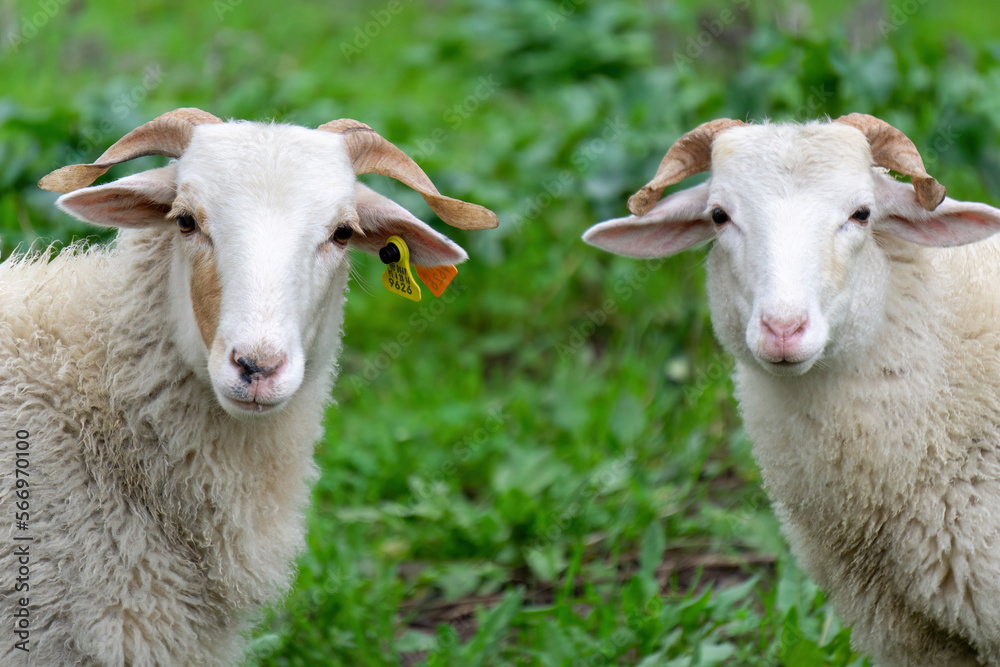 Obraz premium Two white sheep looks into the frame