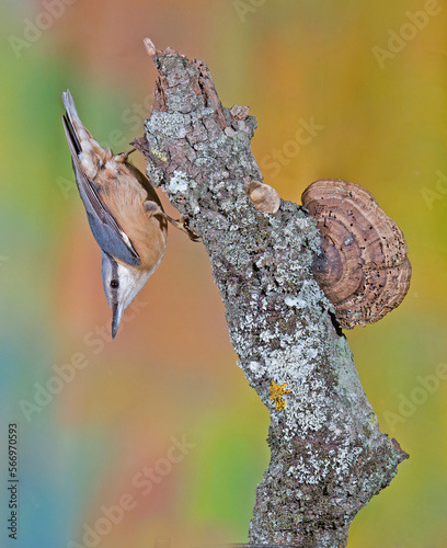 Nuthatch, Sitta europaea, climbing down a tree branch.