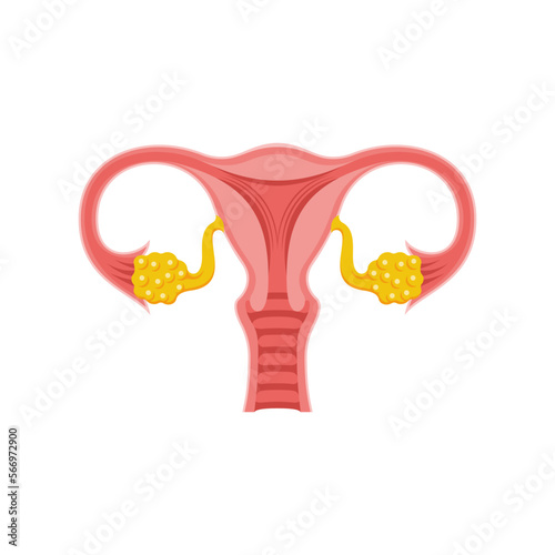 Female reproductive system. Woman anatomy. System anatomy diagram. Uterus and cervix, ovaries, and fallopian tubes. Ovum in the ovary. Vector illustration flat design. Isolated on white background.