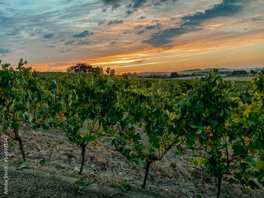 Naklejka premium autumn grape field on background of sunset