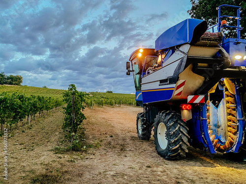 combine harvester evening grape harvest in France