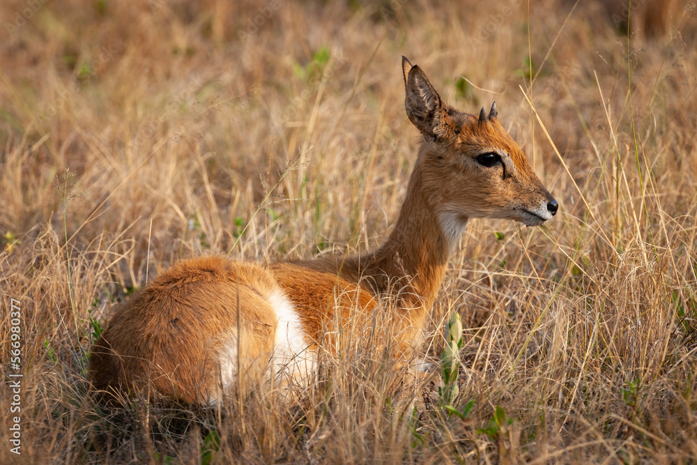 Oribi (Ourebia ourebi) antelope in the veld. KwaZulu Natal Midlands. South Africa