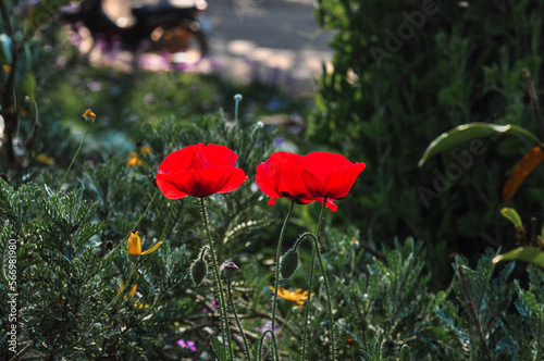 poppy flowers in the field © Jongrak
