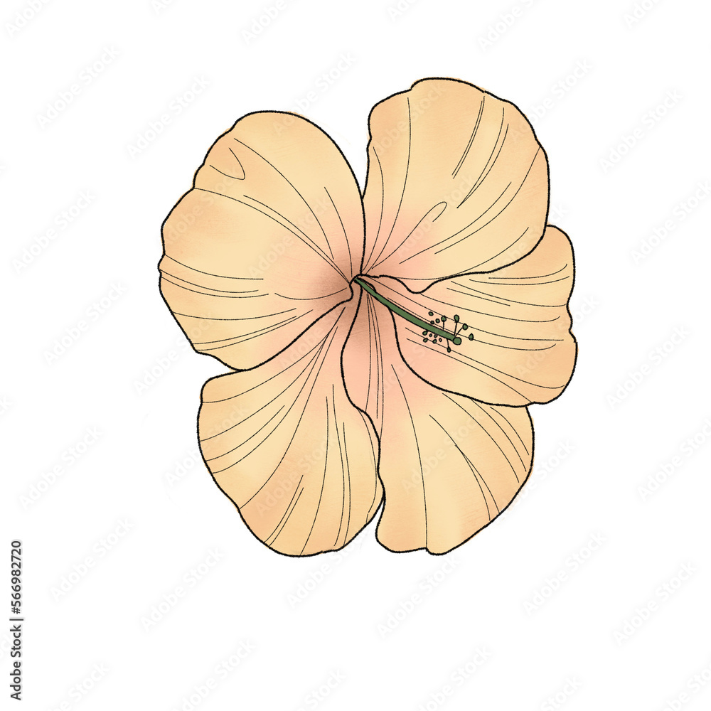 Fototapeta premium Flower yellow 