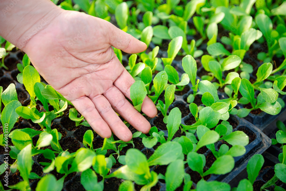 Close up farmers take care of vegetable hydroponic organic planting. Sprouted seedlings are planted on black tray in the greenhouse. Close up farmers take care of vegetable hydroponic organic planting. Sprouted seedlings are planted on black tray in the greenhouse.