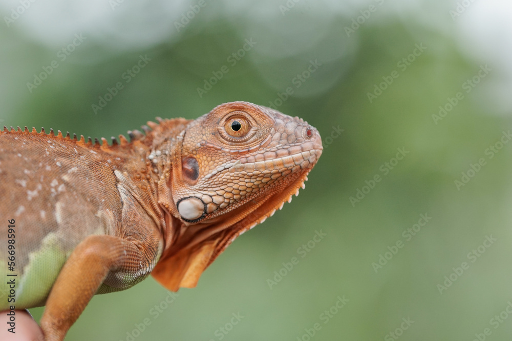 Fototapeta premium Close up iguana 