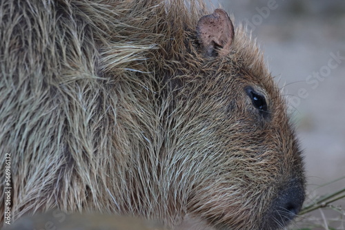 Wallpaper Mural カピバラ Torontodigital.ca