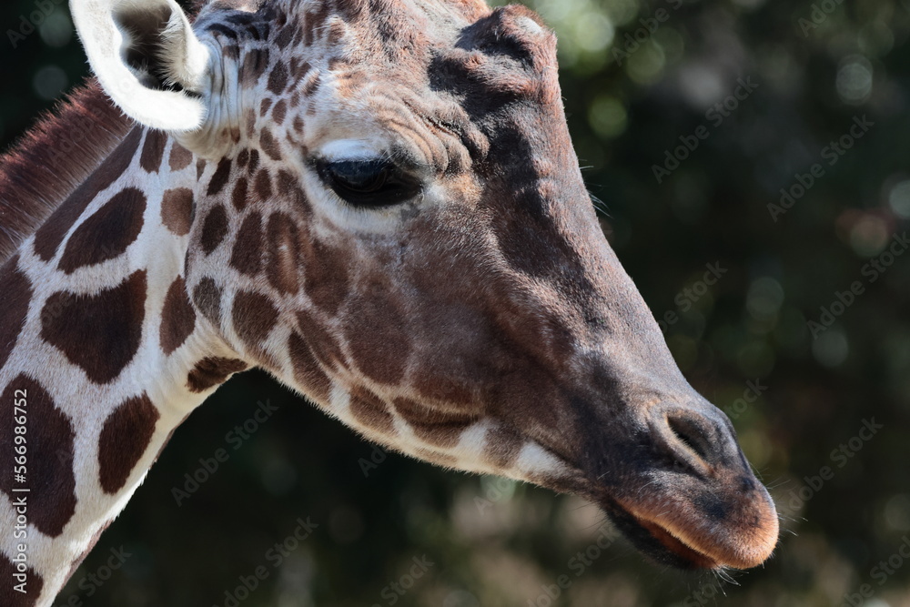 Obraz premium キリン