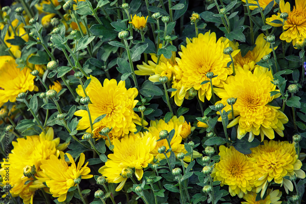 Obraz premium Yellow chrysanthemum and green leaves. texture. close up