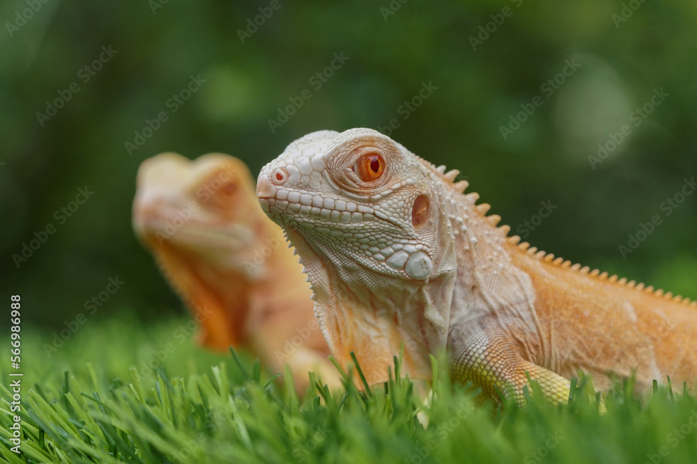 Obraz premium iguana in the grass