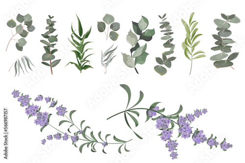 A large collection of herbs and plants. Green plants on a white background. Lavender flowers  eucalyptus and other leaves 