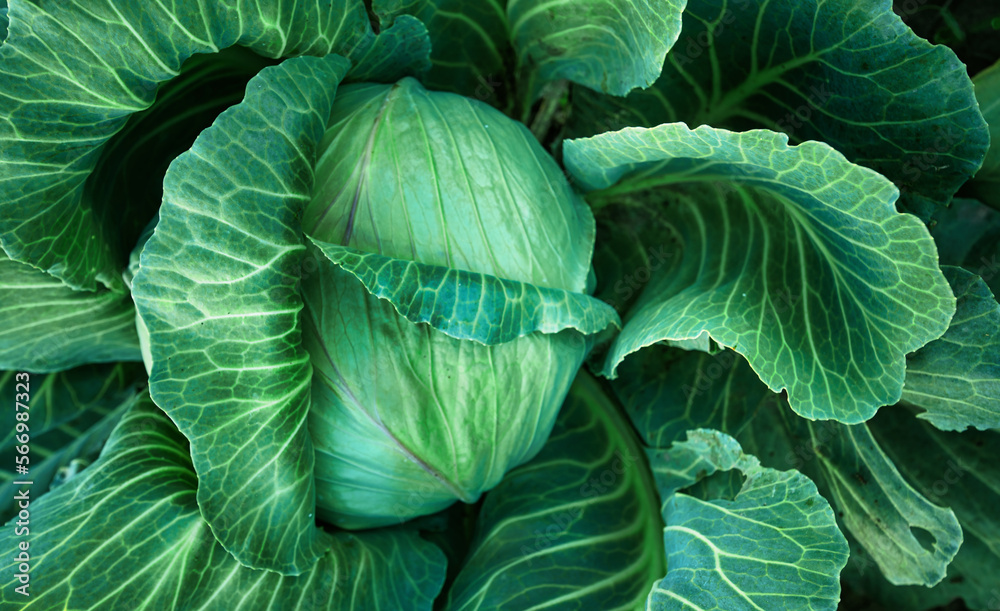Obraz premium Cabbage, fruit on the bed. View from above.