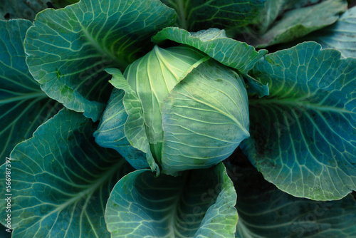 Cabbage  fruit on the bed. View from above.