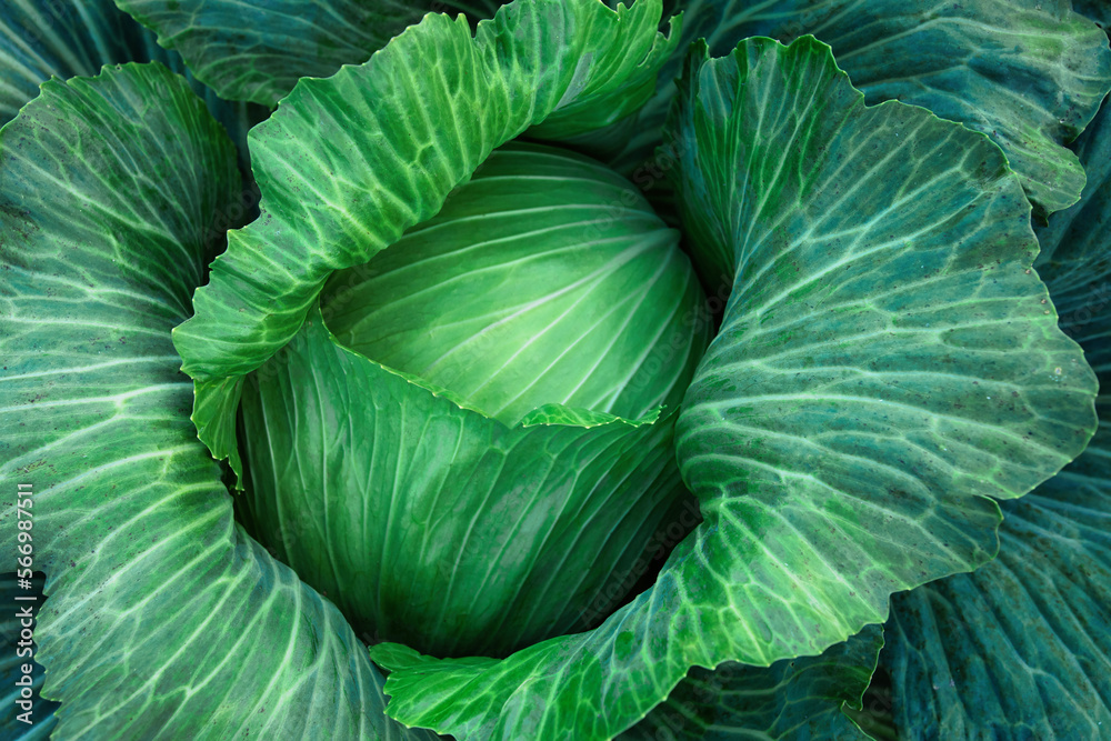 Cabbage, fruit on the bed. View from above. Cabbage, fruit on the bed. View from above.