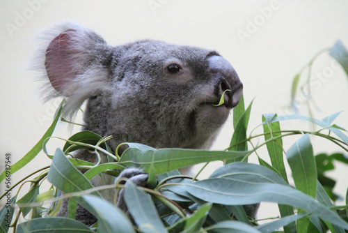 Photography koala in a zoo in vienna (austria)