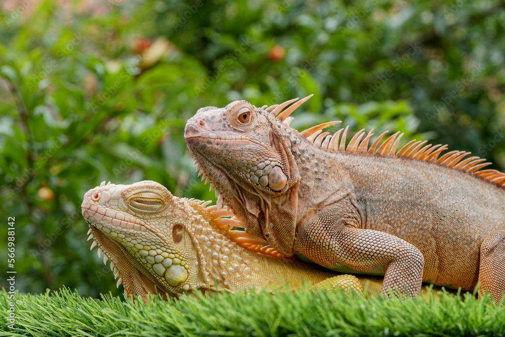 Obraz premium iguana in the zoo