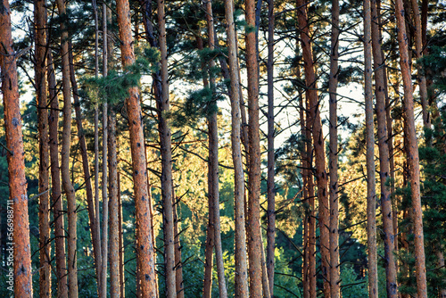 Pine forest at dawn. The morning rays of the sun illuminate the tree trunks.