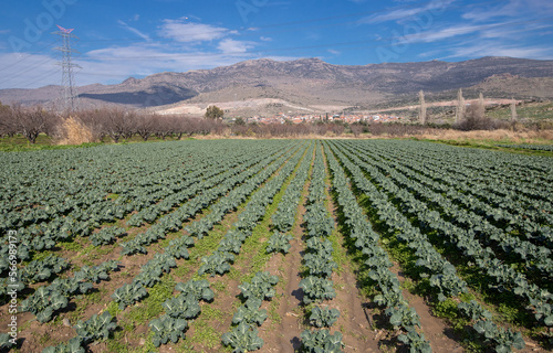 Natural broccoli grown in Izmir - Menemen emiralem plain , Mature broccoli is grown in a field outdoors.