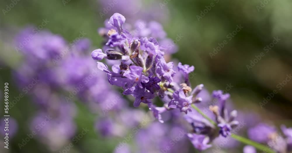 Selective focus on lavender flower in flower garden. Selective focus on lavender flower in flower garden.