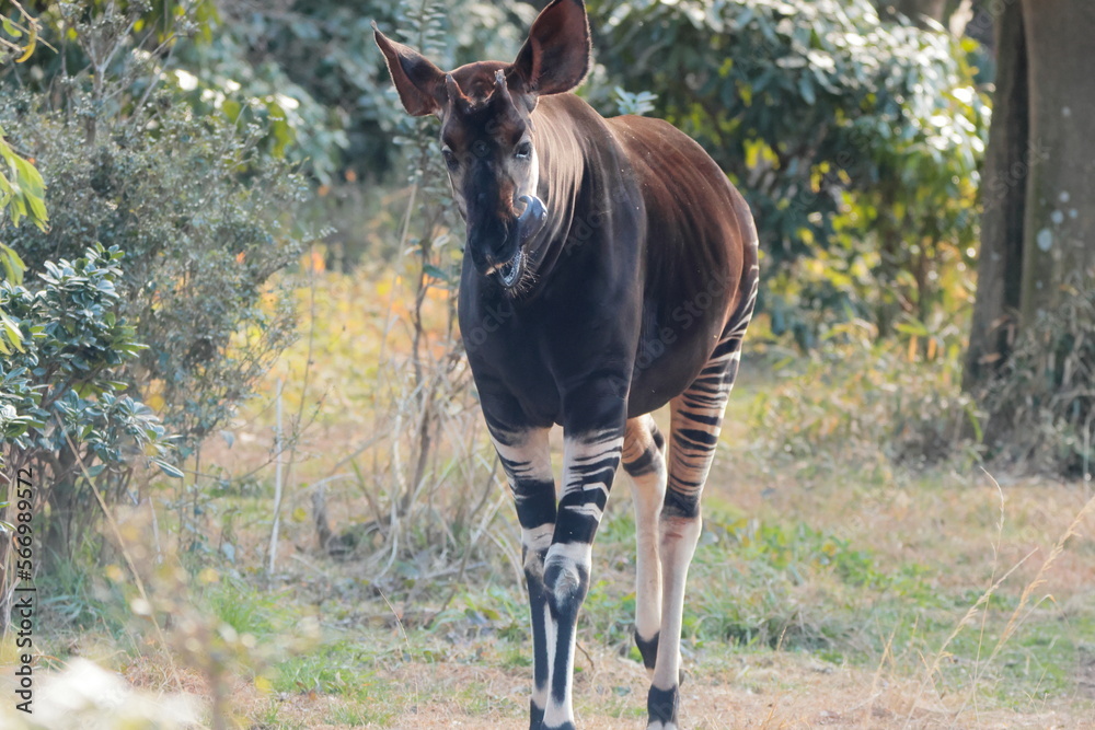 Naklejka premium マーラ, 動物, 小動物, 哺乳類, ねずみ, 動物園, 飼育, かわいい, 屋外, 日光, 野生動物, 自然, 野生, 生き物, げっ歯目, 毛並み, 茶色, 陸上動物, 陸の哺乳類, 生物, 可愛い 