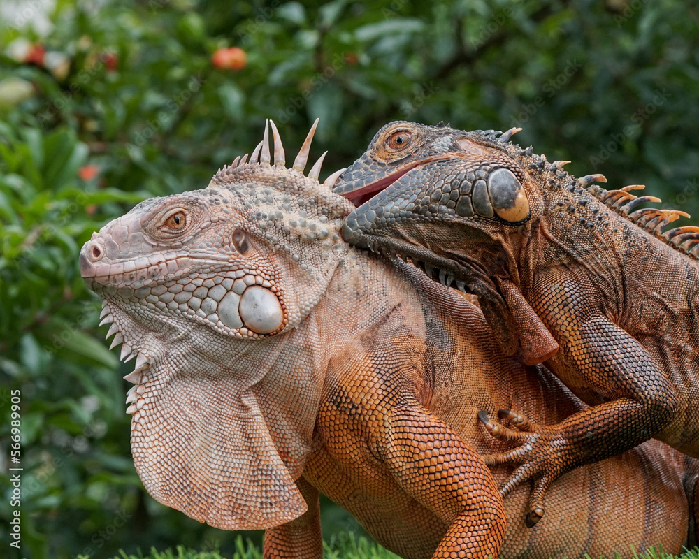 Obraz premium close up of iguana