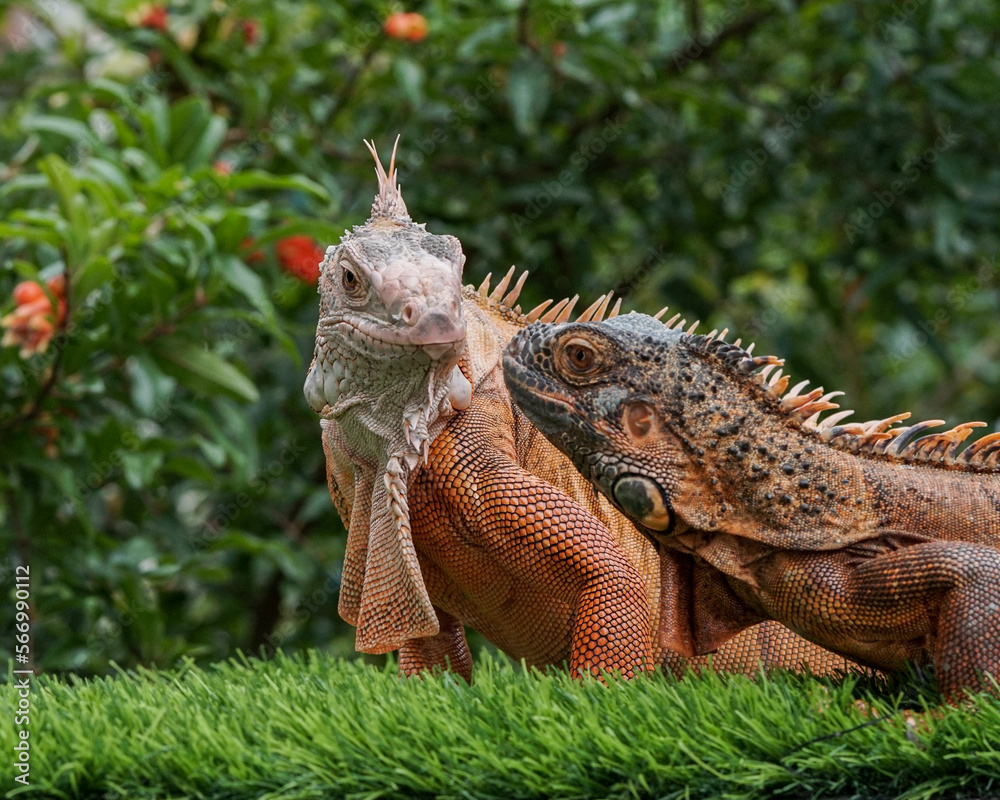 Fototapeta premium iguana in the zoo