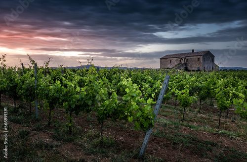 Casolare nel vigneto