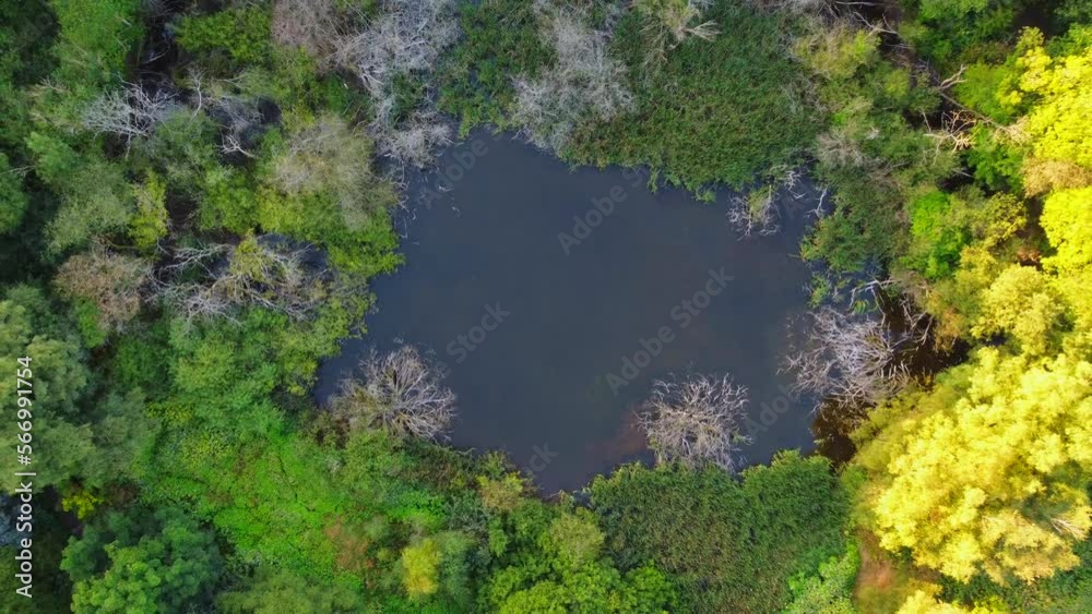 lake and forest view. Trees and blue lake in perfect landscape with drone