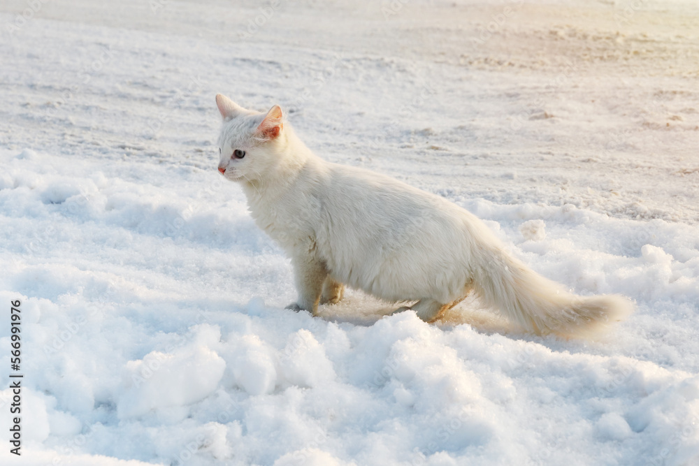 White fluffy kitten in snow next to snowy road on sunny day