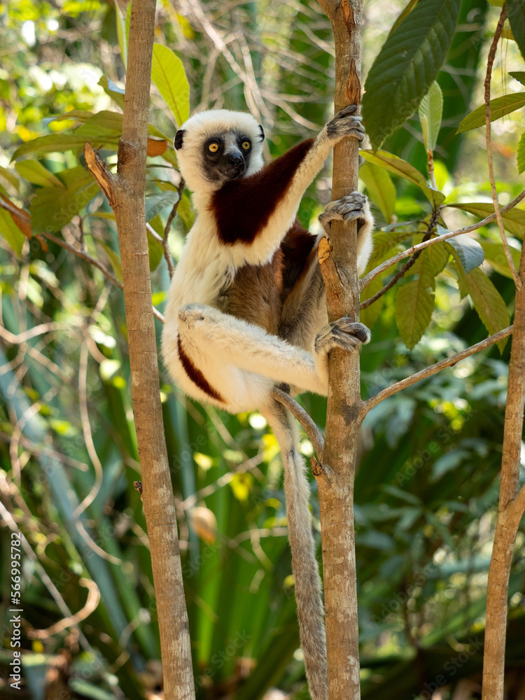 Fototapeta premium Crowned Sifaka, Propithecus coquereli, climbs a tree and observes the surroundings. Réserve Peyrieras Madagascar Exotic