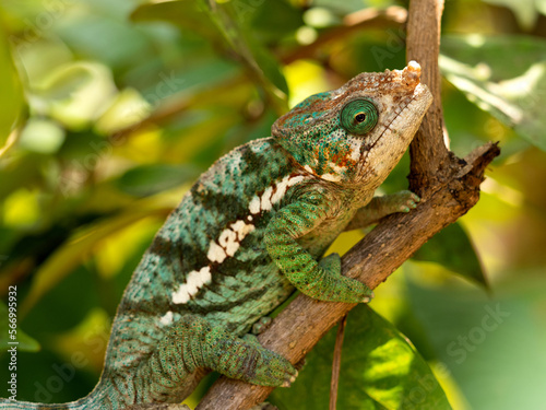 The male chameleon, Calumma globiferum, has a small growth on the tip of its snout. Réserve Peyrieras Madagascar Exotic
