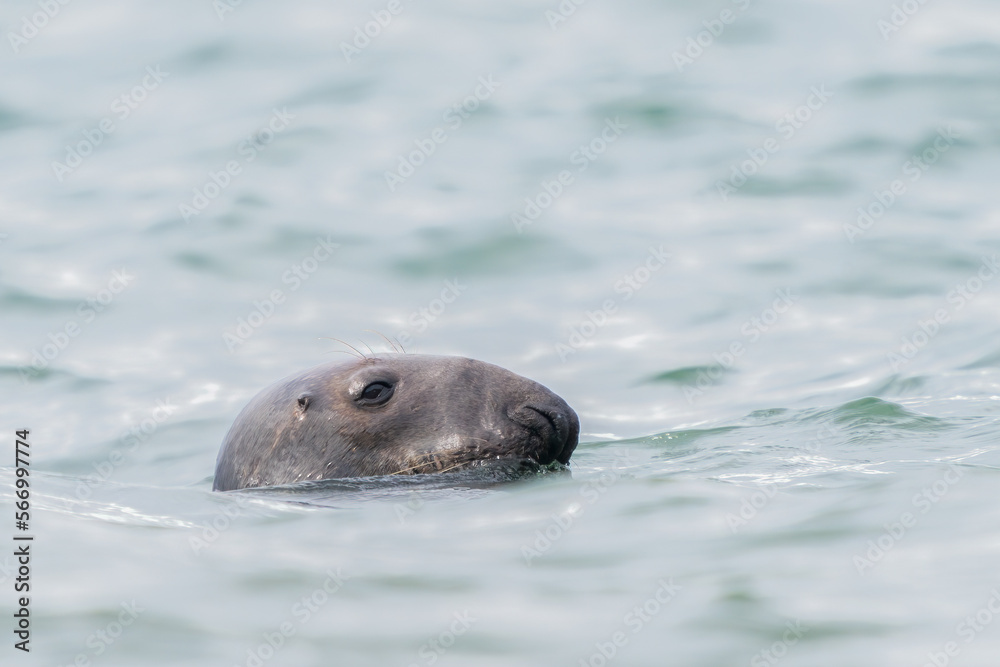 Obraz premium grey seal 