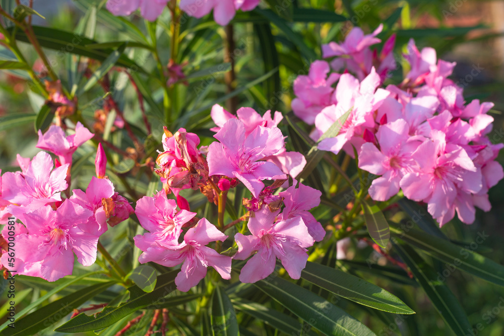 Bright pink flowers of Oleander Common on green bushes on a summer sunny day. Growing beautiful flowers.selective focus