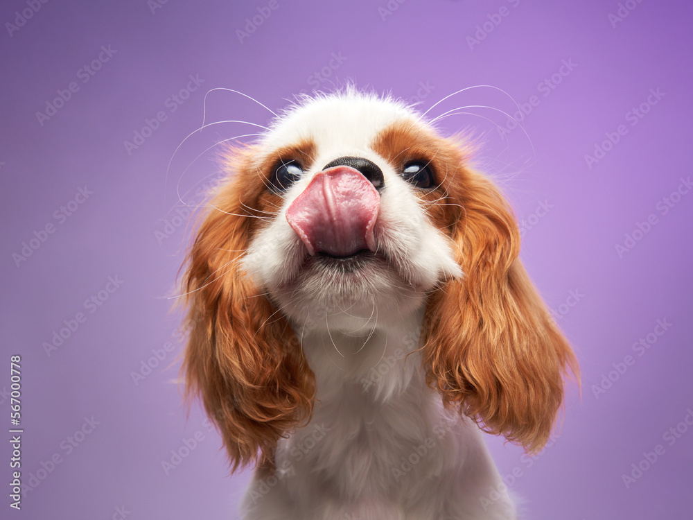 Funny puppy on a lilac background. Cavalier King Charles Spaniel