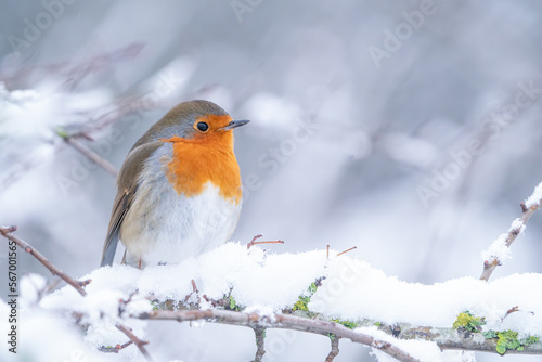 robin on a branch in the snow 