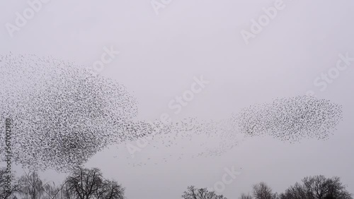 Starling birds murmuration in an overcast sky at the end of the day. Huge groups of starlings in the sky that move in shape-shifting clouds before landing in the trees for the night.