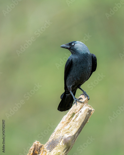 jackdaw