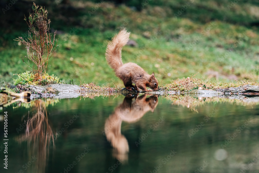 Red Squirrel in the countryside searching for nuts with the water reflection