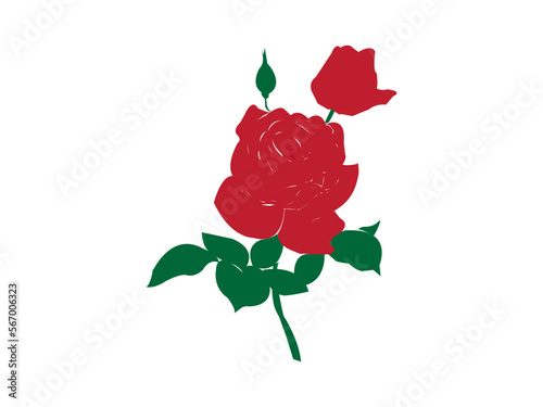 red rose isolated on white background. red rose vector and clip art . red rose illustration.