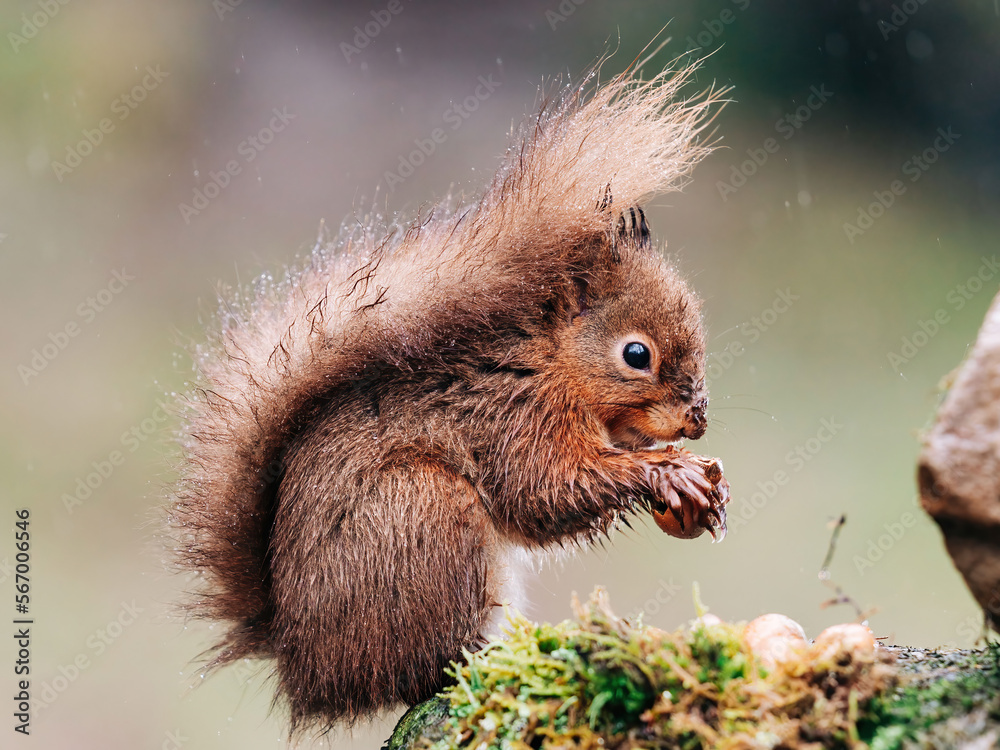 Red Squirrel eating nuts in the countryside and rain and water
