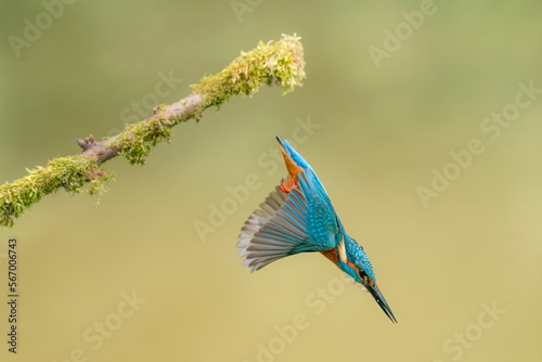 diving kingfisher
