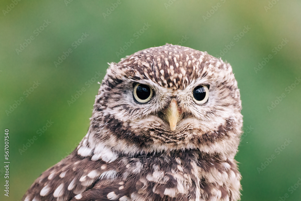 Fototapeta premium Little Owl sat on fence post looking for prey, beautiful white and brown feathers