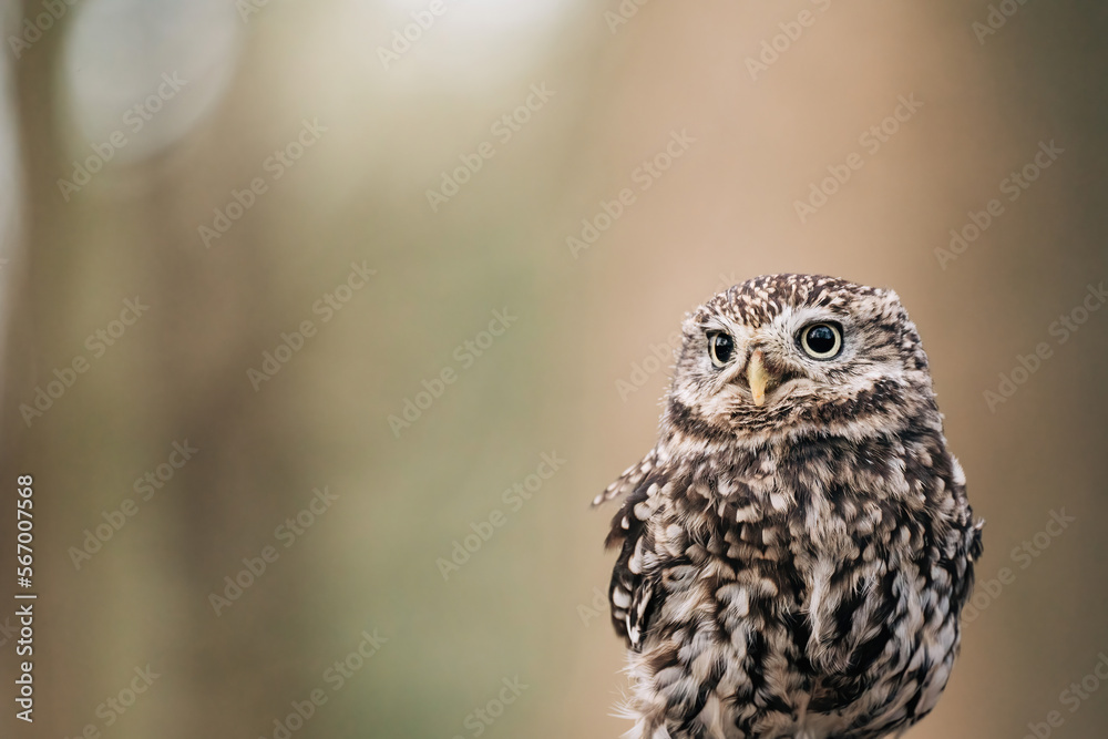 Little Owl sat on fence post looking for prey, beautiful white and brown feathers Little Owl sat on fence post looking for prey, beautiful white and brown feathers
