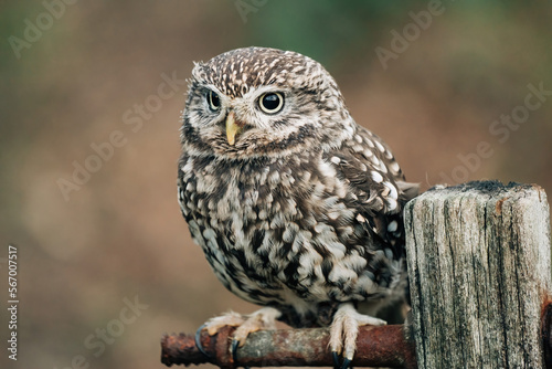 Little Owl sat on fence post looking for prey, beautiful white and brown feathers