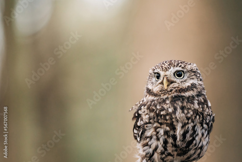 Little Owl sat on fence post looking for prey, beautiful white and brown feathers