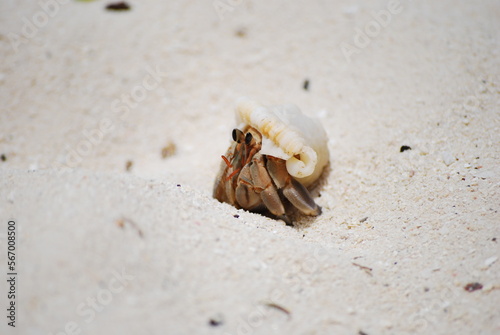 Hermit Crab on the beach with shell, sand and stones