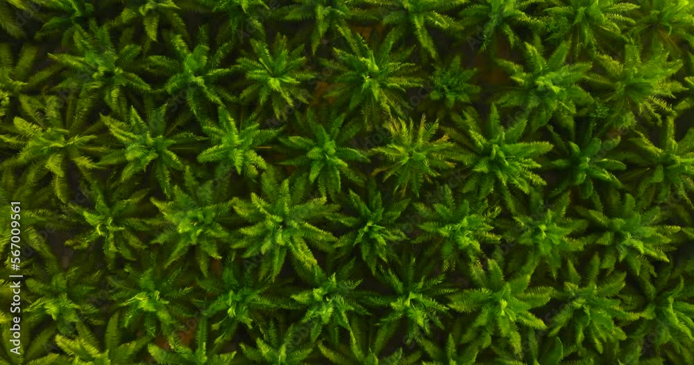 Aerial view palm oil tree High quality video 4K Aerial view palm oil tree High quality video 4K