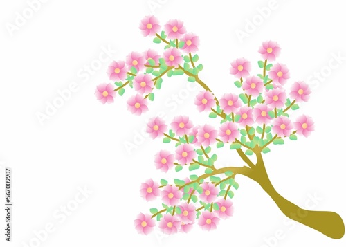 Cherry blossom branch with sakura flower. Sakura on white background. Cherry blossom flower blooming . Pink sakura flower background.