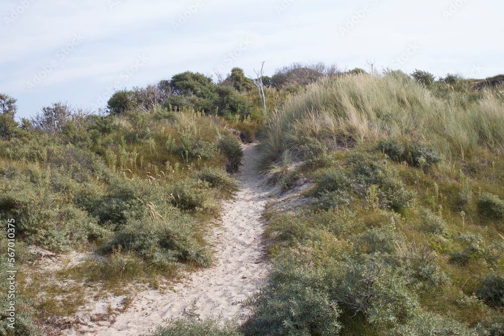 the dunes landscape in Haamstede, Zeeland in the Netherlands the dunes landscape in Haamstede, Zeeland in the Netherlands
