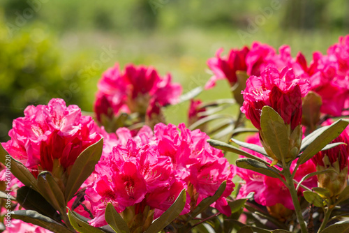 rhododendron flowers in a garden